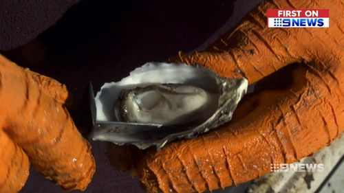 Hank is destined to be the town's- renowned for its oysters- next famous export. (9NEWS)