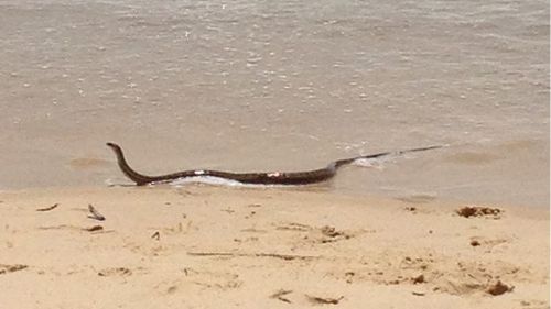 Brown snake empties surf as it swims between the flags