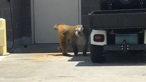 The baboon was eventually cornered and captured in the baggage handling area 