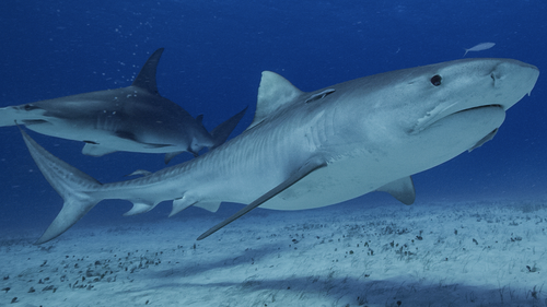 Shark populations are under threat due to overfishing.