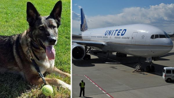 Irgo, the Swindle family's German shepherd, was mistakenly few to Japan by United Airlines. (Supplied/AP).