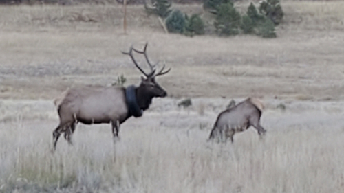 The massive bull elk had been wandering the hills with a car tire around its neck for at least two years.