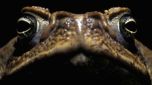 University professor says we should eat cane toads