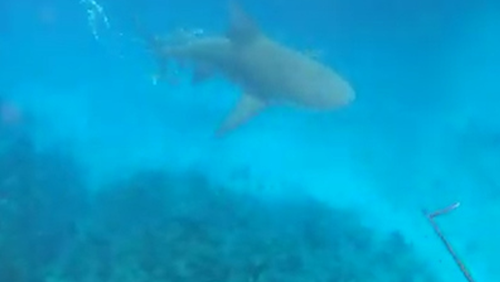 The larger of the two bull sharks was immediately aggressive  as it was focused on the fish.