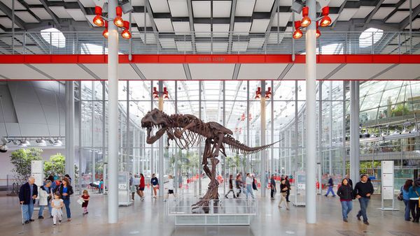 T. rex skeleton at main entrance of California Academy of Sciences in Golden Gate Park.