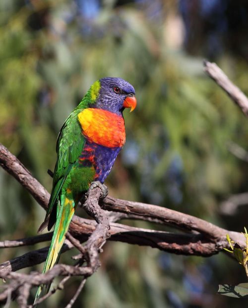 National Bird Tally week kicks off on October 22, with the aim for two million responses.