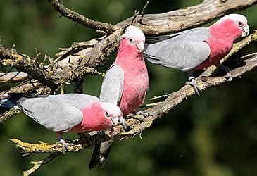 Galahs are a species of which order of birds?