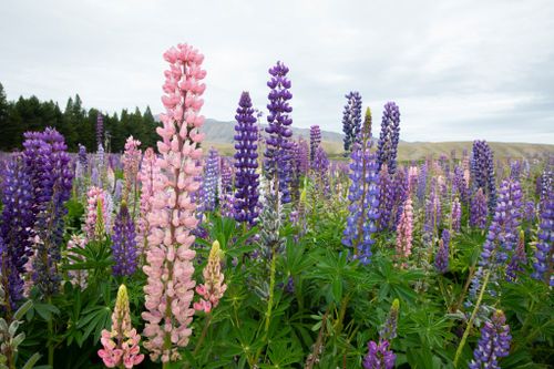 La disminución de las plantas con flores, como el altramuz azul de la foto de arriba, está provocando que la población de insectos disminuya.