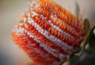 When did Carl Linnaeus the Younger name the genus banksia after Joseph Banks?