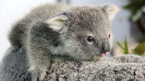 A koala joey. (AAP file image)