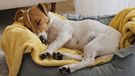 Cute sleepy Jack Russel terrier puppy with big ears resting on a dog bed with yellow blanket. Small adorable doggy with funny fur stains lying in lounger. Close up, copy space, background, top view.