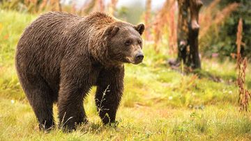 An Alaskan brown bear, like the one which mauled Allen Minish.