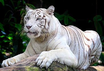 White tigers are a pigmentation variant of which population of tigers?