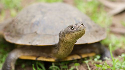 Turtle halts Jetstar plane at Gold Coast Airport