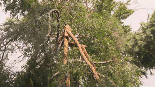 A tree has fallen onto a Marsfield townhouse after rain and thunderstorms move through Sydney. 