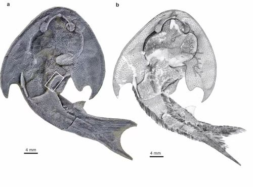 Tujiaaspis fossil (left) and drawing showing its main features