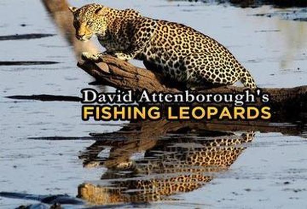 David Attenborough's Fishing Leopards