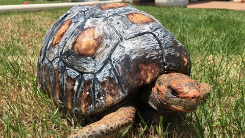 Fire-damaged Brazilian tortoise receives new 3D printed shell 