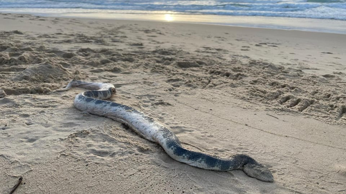 The 'big' sea snake washed up on Sunshine Beach, in Noosa.