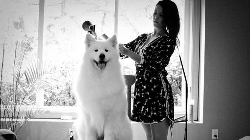 Zero the Samoyed getting ready for the wedding ceremony. (Stephanie Steiner Photography)