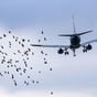 How common are bird strikes on planes?