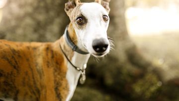 Cute whippet dog portrait.