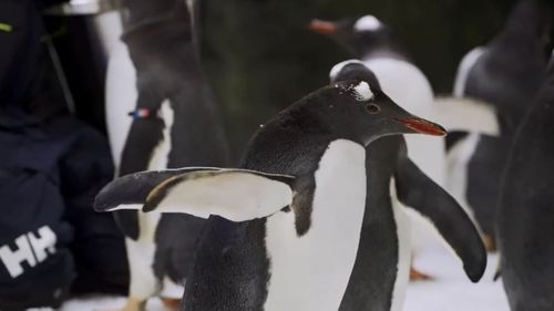 Sydney aquarium launches world-first penguin expedition