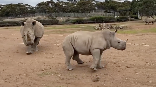 Zoo staff are said to be shattered after the 'sweet' rhino's death.