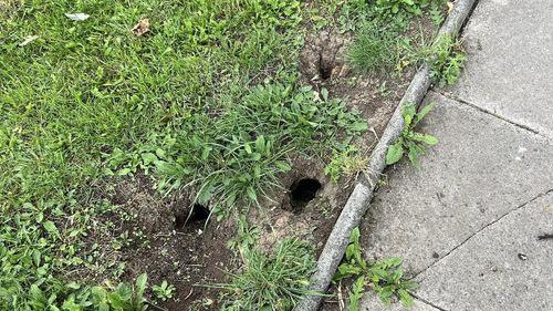 Rat holes seen on a local estate.