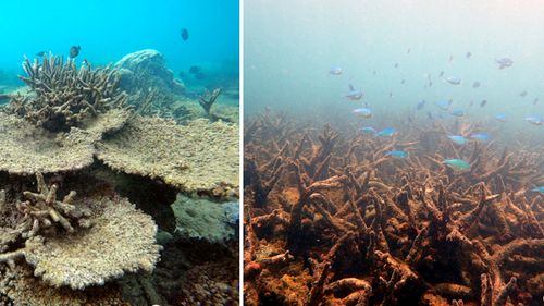 Photos of Great Barrier Reef affected by mass bleaching in 2016 (Photo: ARC Centre of Excellence for Coral Reef Studies)