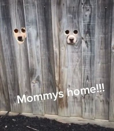 Hilarious TikTok trend allows pets to 'spy' on the neighbours