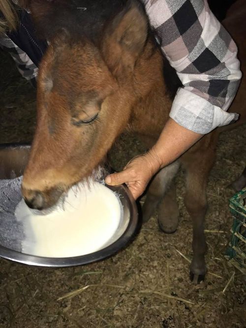 A foal being fed milk after the lose of its mother. 
