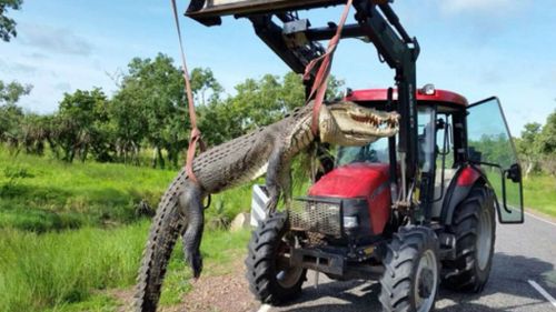 Four-metre long 'problem crocodile' killed in NT after lunging at humans