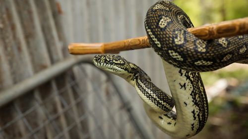 Despite their size, carpet pythons are not particularly dangerous however they do bite. 