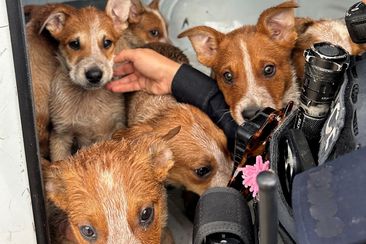 T﻿wo people have been arrested after seven puppies were dumped on the side of a road in Port Adelaide.