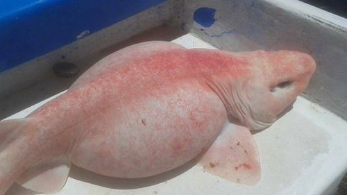 'Alien fish' captured off Mexico identified as rare albino shark