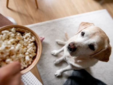 Dog with bowl of popcorn iStock photo