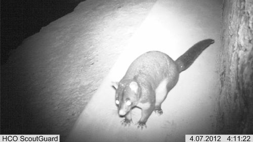 A possum using an underpass. (Griffith University)