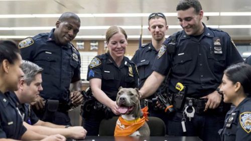 Centre of attention: Jamie reportedly received plenty of "belly rubs" from the doting officers. (ASPCA)