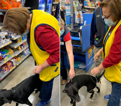 Dog shows up at Walmart reunited with owner