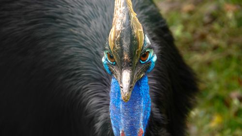 Injured cassowaries face death sentence as Queensland government seeks new operator for treatment centre