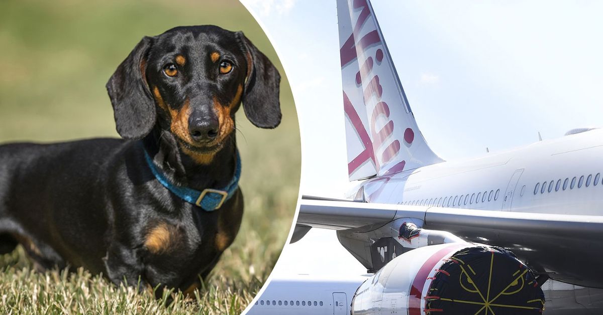 How pet-friendly flights in Australia will work