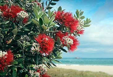 What is the Maori term for the New Zealand Christmas tree?