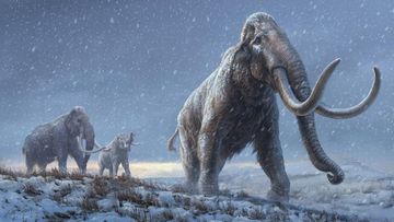 World&#x27;s oldest DNA sequenced from a mammoth that lived more than a million years ago