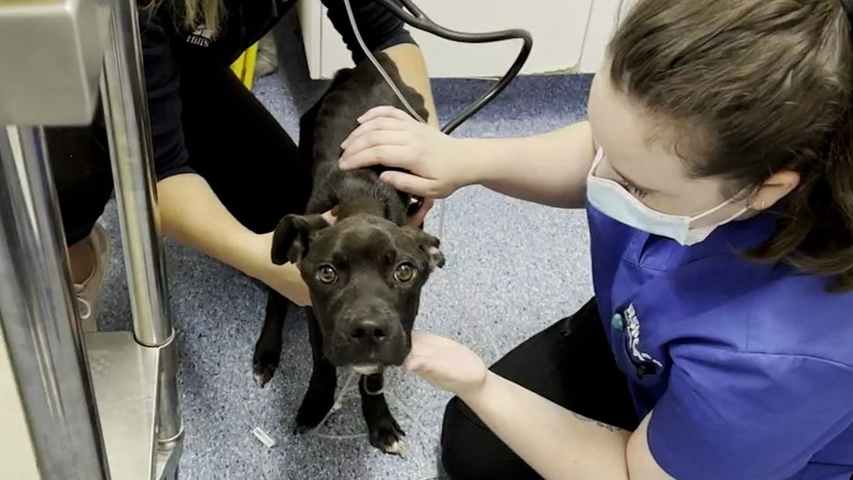 Adelaide News Abandoned Starving Puppy Nursed Back To Life