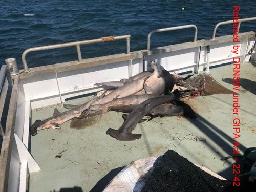 Great hammerhead sharks which are critically endangered were caught and killed in NSW shark nets this year.