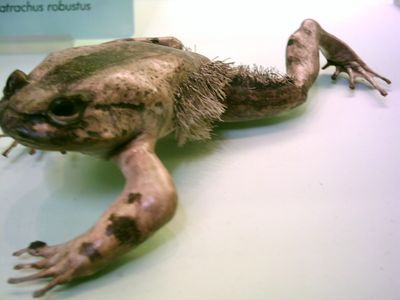 <strong>Hairy frog</strong>