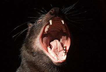 What is the canine bite force of the Tasmanian devil?