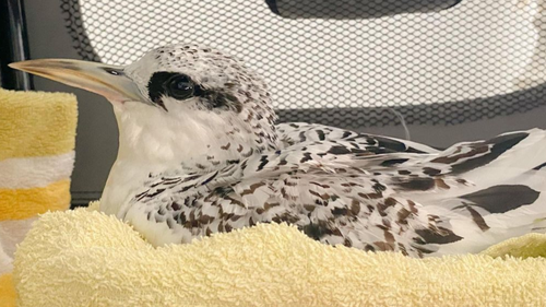 A lost juvenile tropic bird was found two hours inland from where it should be. Rescuers said the bird was exhausted and had some feather damage but was very alert. 