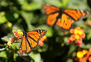 Where did the monarch butterfly originate?